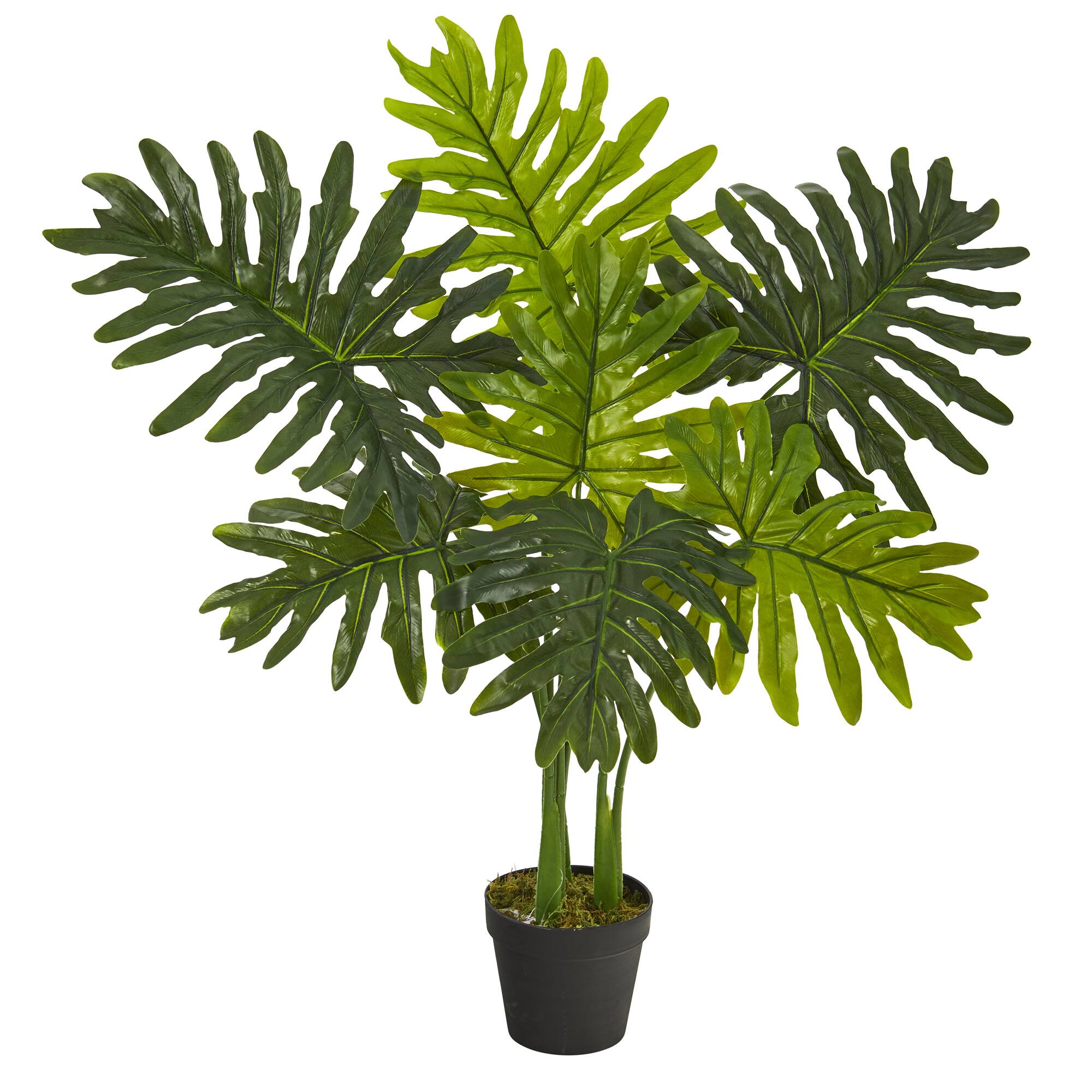 3ft. Potted Philodendron Plant